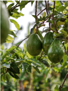 avocado