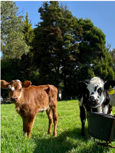 cows