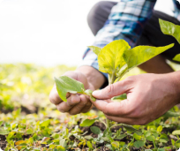 hands_touching_plant