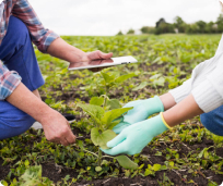people_planting_plant