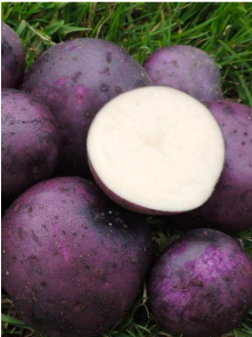 potato_perla_negra